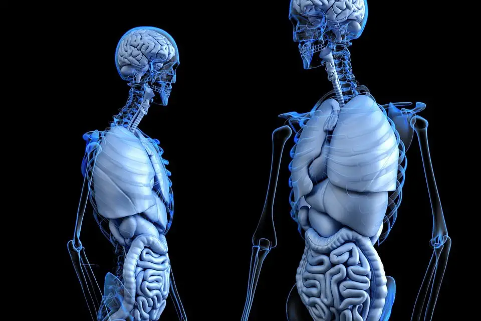Aprender anatomia con tecnologia 3D