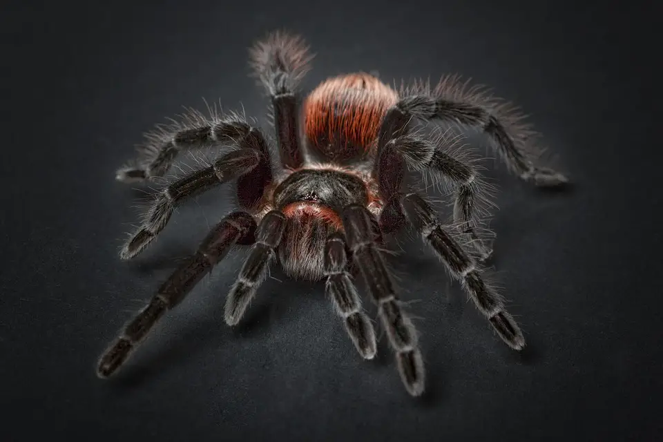 Las Arañas y el miedo a las arañas