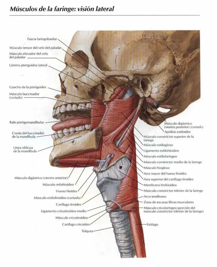 Anatomia de la faringe