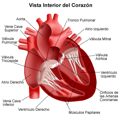 Partes del corazon