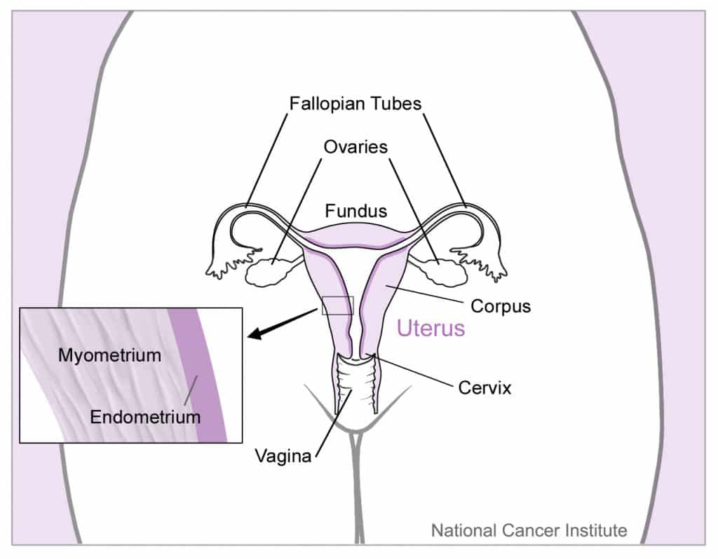 Utero y organos cercanos