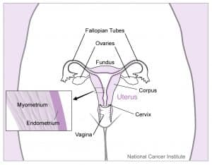 Utero y organos cercanos