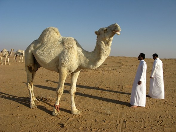 ¿Qué es el desierto?