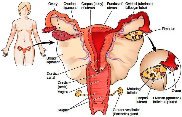 Glandulas sexuales femeninas