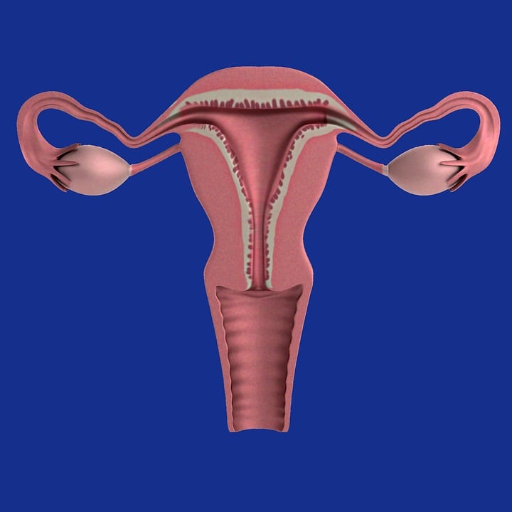 Ovarios y útero