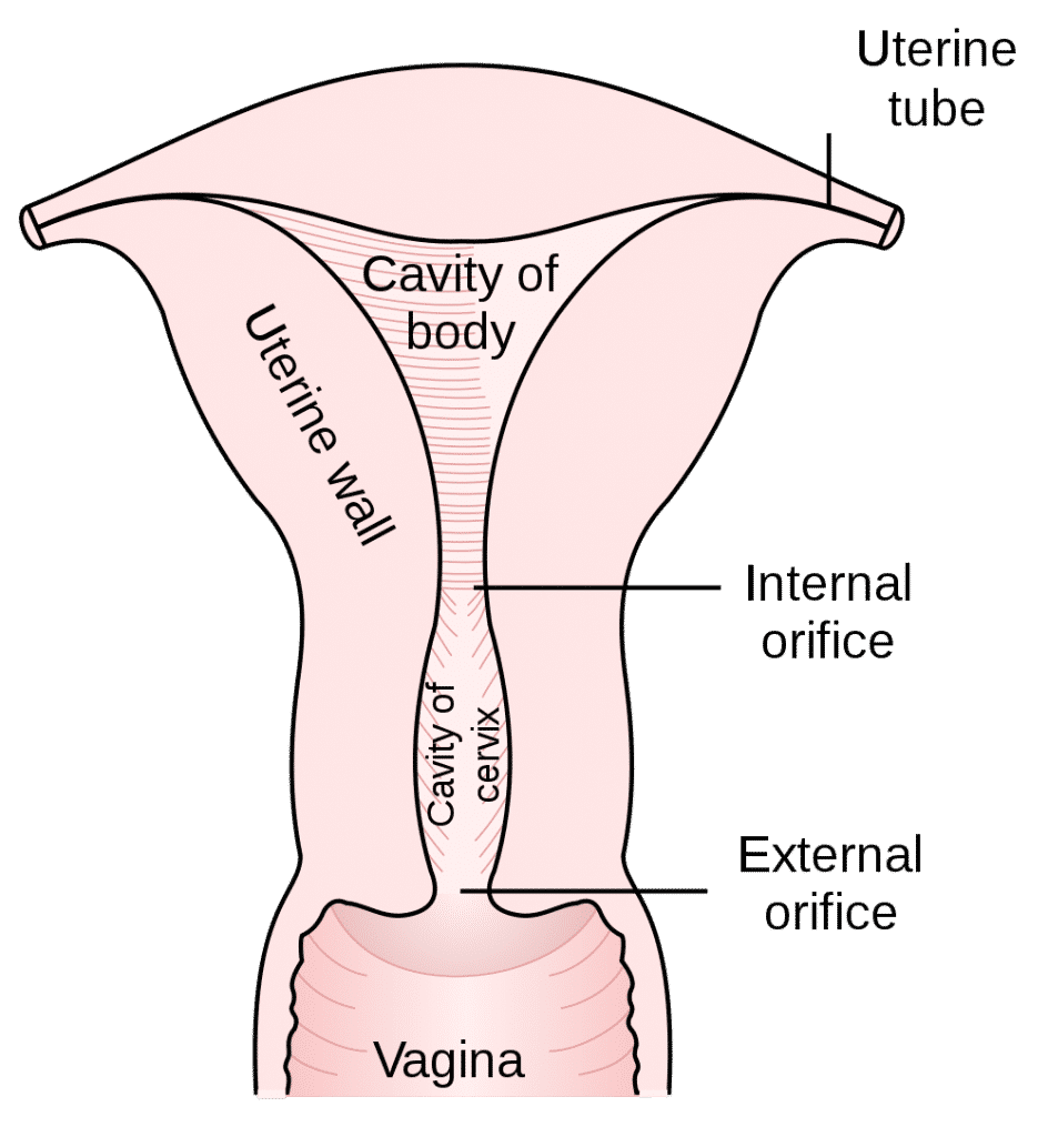 utero