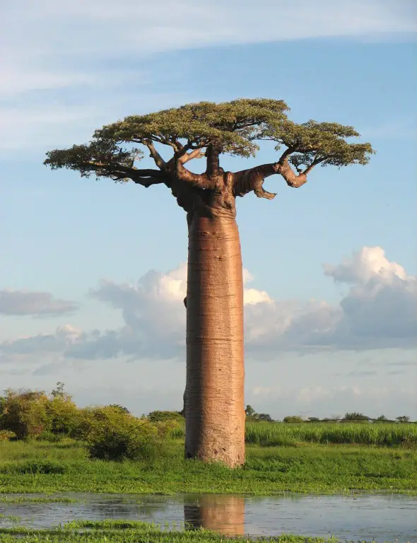 ¿Qué es un baobab?