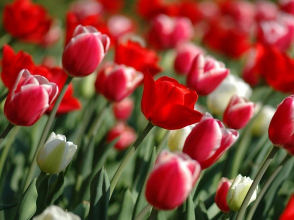 ¿Qué es un floricultor?