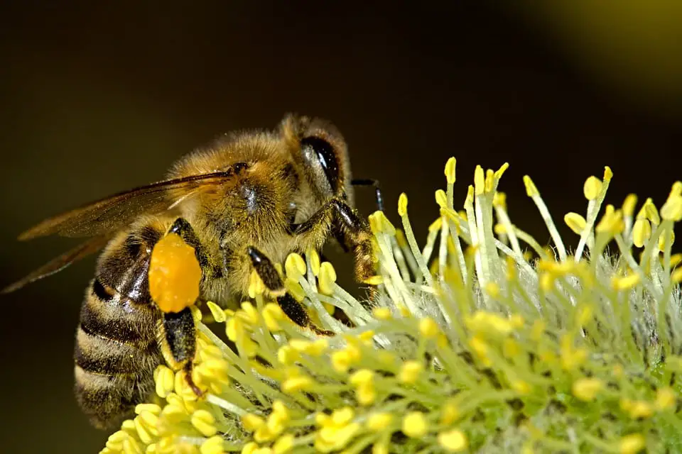 Abeja sacando nectar para miel
