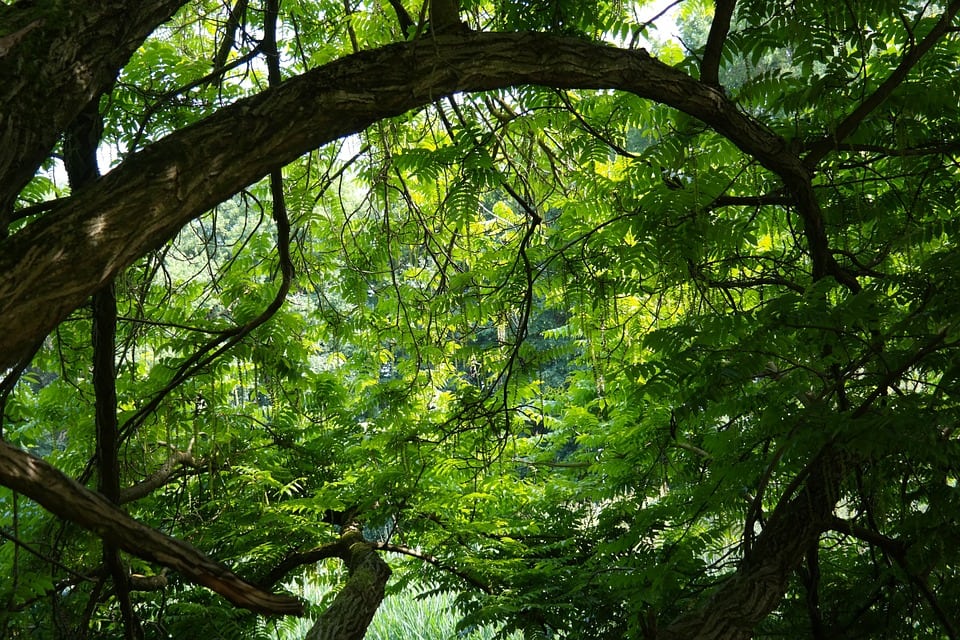 ¿Qué es la flora terrestre?