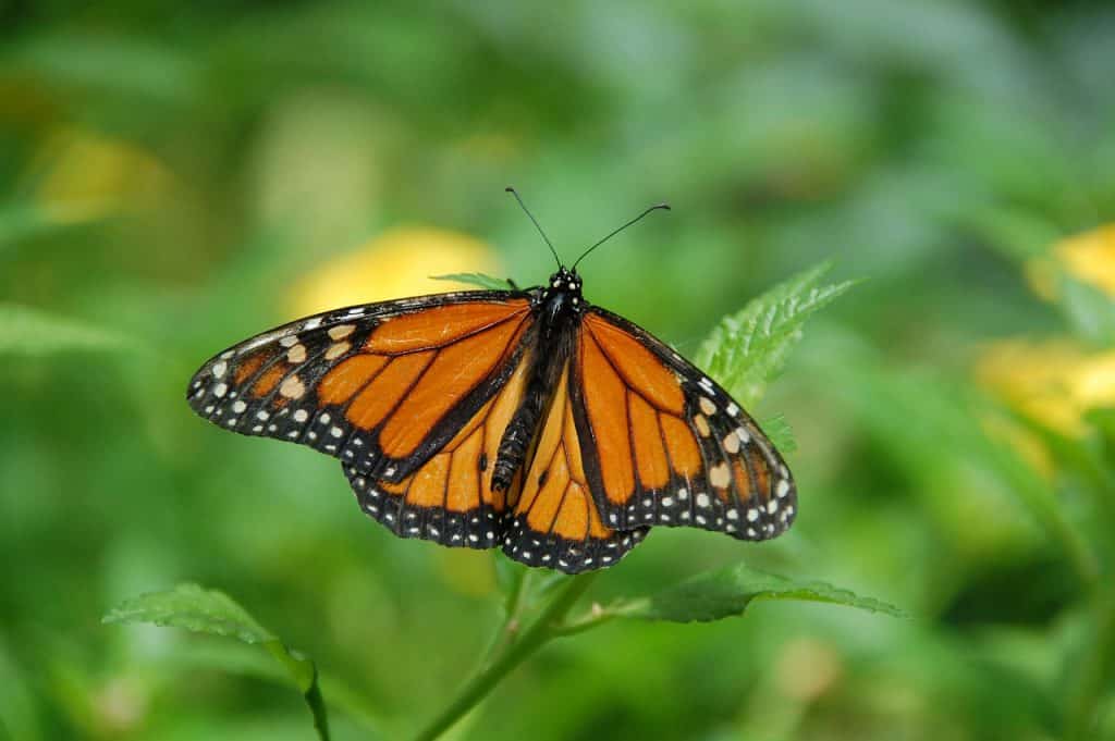 Mariposa Monarca - Migraciones animales