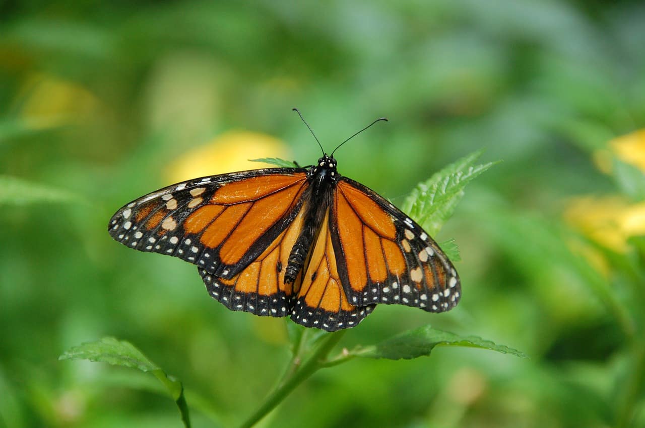 Mariposa Monarca - Migraciones animales