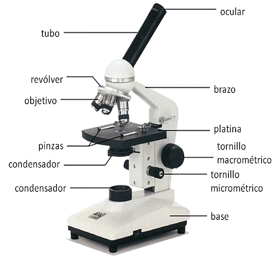 Compadecerse Abrasivo Casi Microscopio óptico. Funcionamiento y definición.