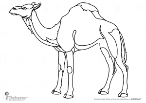 Camello para colorear o recortar