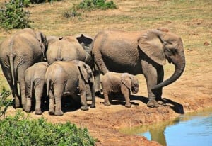 Manada de elefantes en libertad