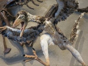 Archaeopterix - Aves prehistoricas