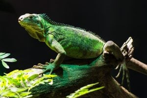 Iguana verde