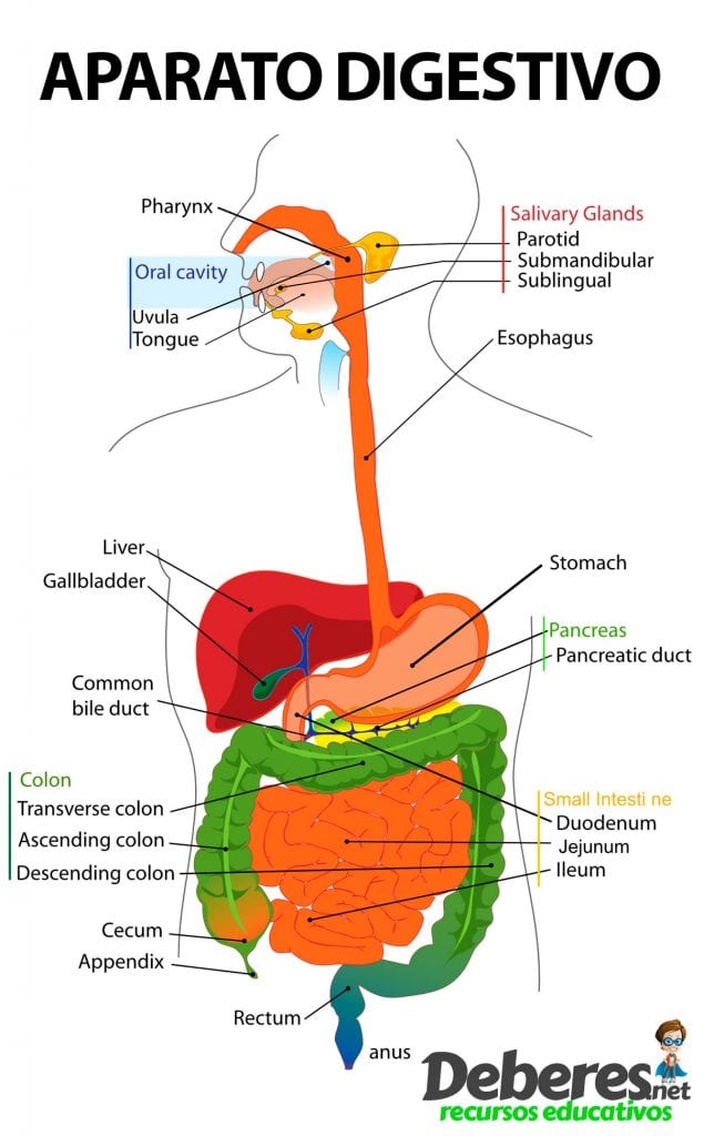 Aparato digestivo