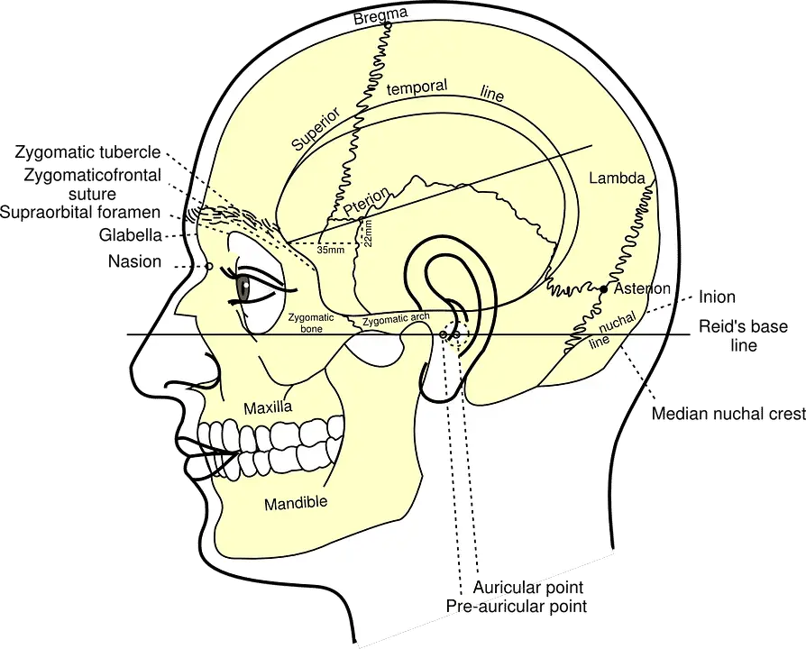 Partes de la cabeza