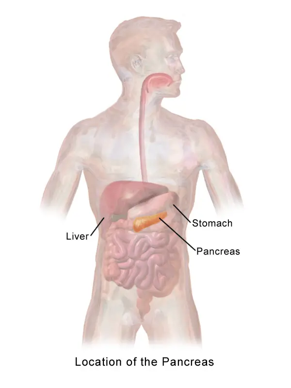 Localización exacta del páncreas