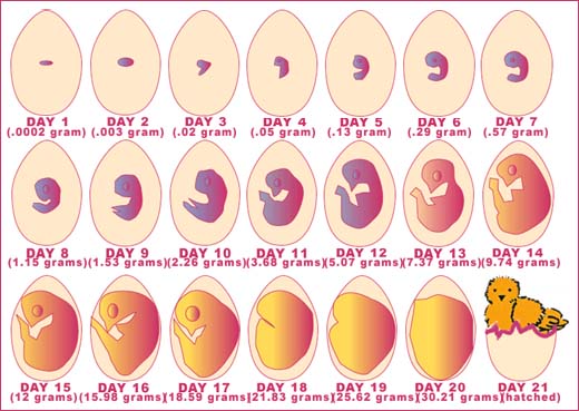 Las fases del huevo