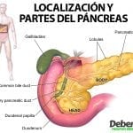 El Páncreas: Localización y partes