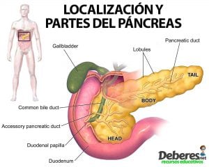 El Páncreas: Localización y partes