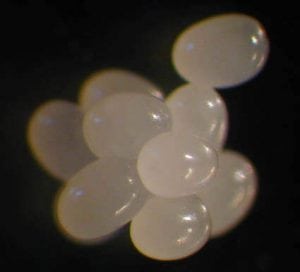 Huevos Larva