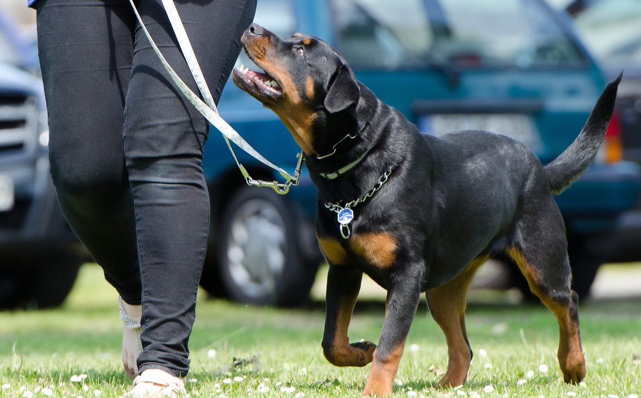 ADIESTRAMIENTO DE PERROS