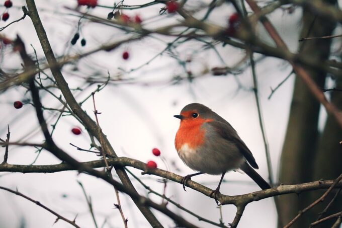 El Silvestrismo: caza de pajaros vivos