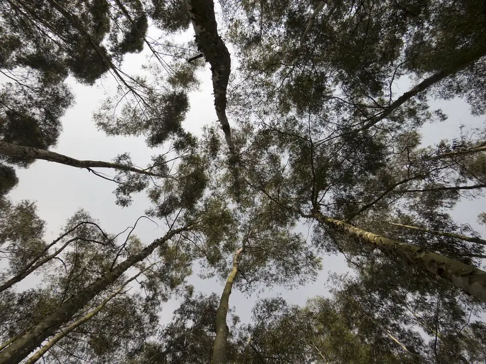 Bosque de Eucaliptus Amigdalina