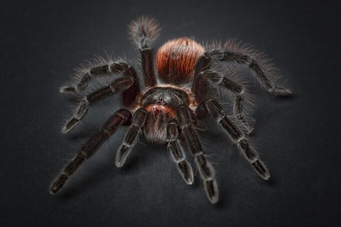 Las Arañas y el miedo a las arañas