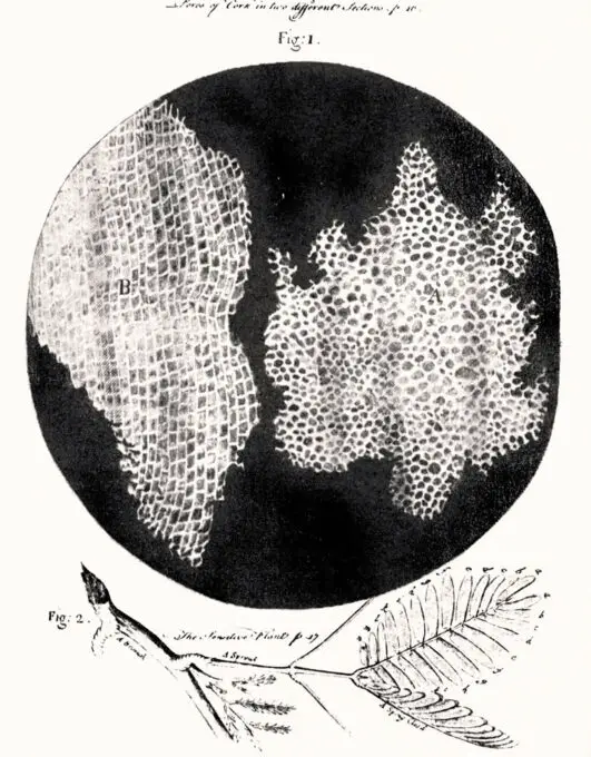 Celula de Robert Hooke