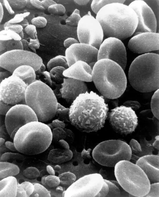 Celulas de la sangre humana