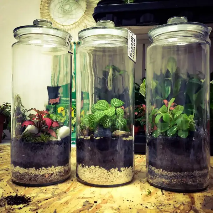 Experimento científico con plantas