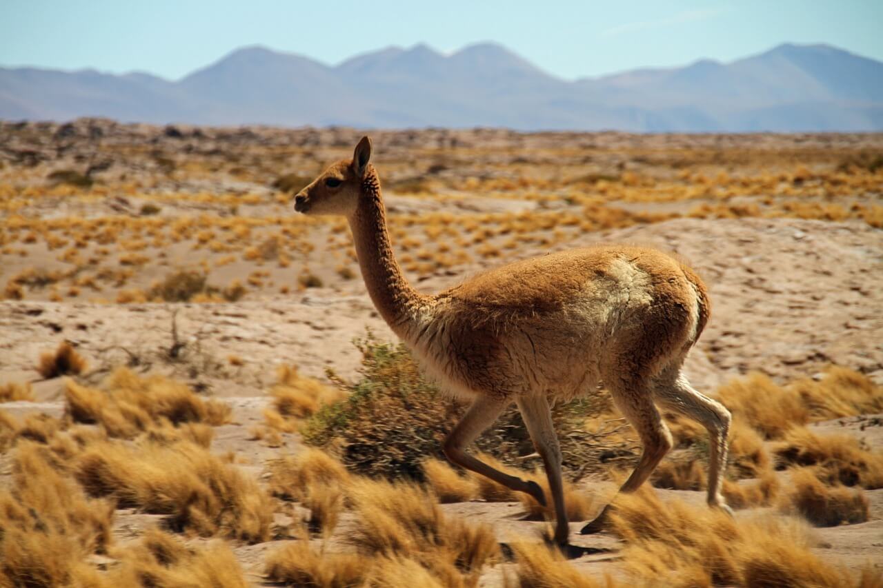 El Guanaco