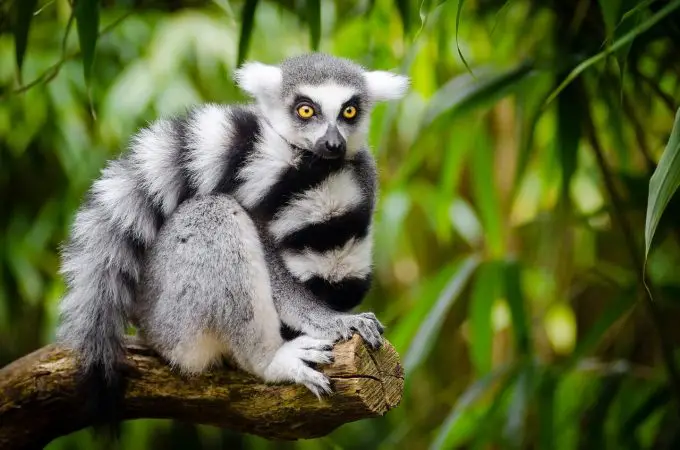 Lemur de cola anillada