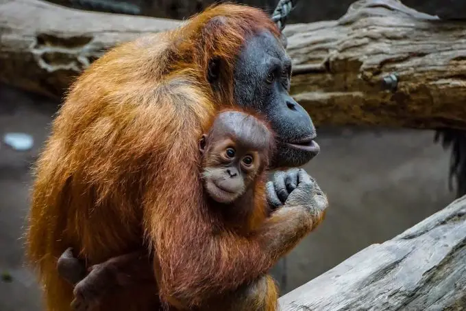 El Orangután