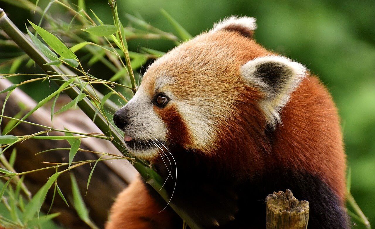 Panda rojo