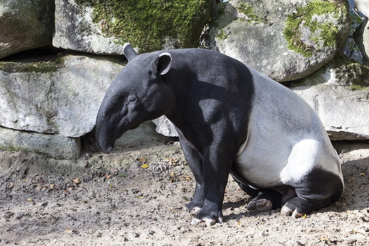 El Tapir